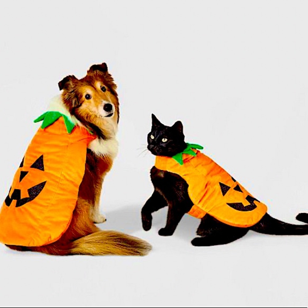 Pumpkin pet costume 🎃